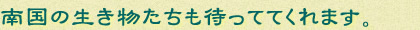 南国の生き物たちも待っててくれます。